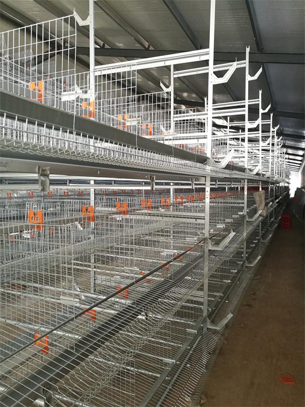 点击查看详细信息<br>标题：蛋鸡自动化全套设备 阅读次数：蛋鸡自动化全套设备