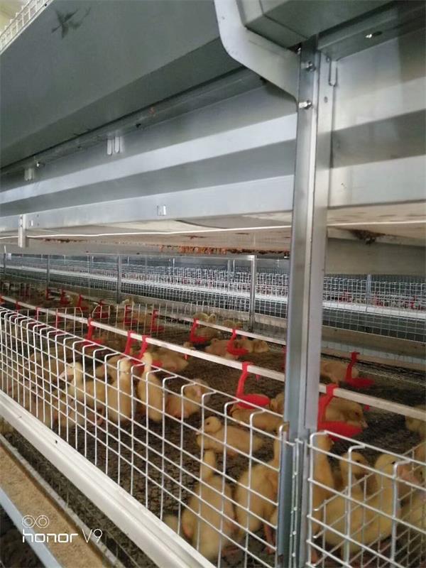 点击查看详细信息<br>标题：肉鸭自动化全套设备 阅读次数：肉鸭自动化全套设备