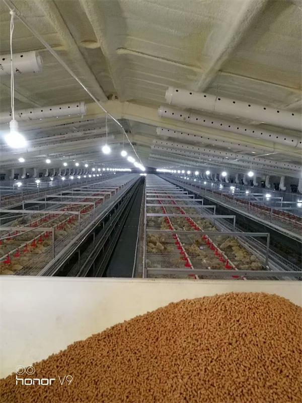 点击查看详细信息<br>标题：肉鸭自动化全套设备 阅读次数：肉鸭自动化全套设备