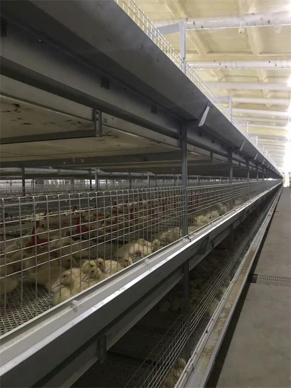 点击查看详细信息<br>标题：肉鸭自动化全套设备 阅读次数：肉鸭自动化全套设备