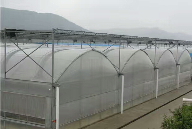 连栋薄膜温室