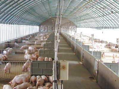 点击查看详细信息<br>标题：养殖大棚 阅读次数：养殖大棚